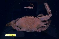 藏品(紅星梭子蟹)的圖片